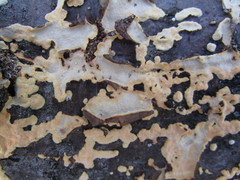 Perenniporia tenuis