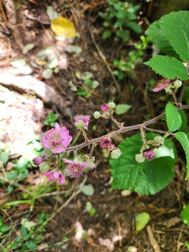 European Blackberry (Rubus vestitus)