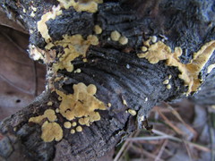 Perenniporia tenuis