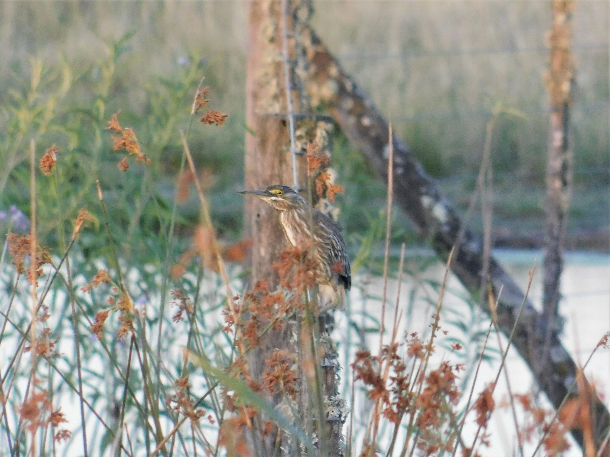 Striated Heron (Butorides striata), photo 8
