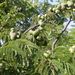 Caesalpinia coriaria - Photo (c) Tony Rodd, some rights reserved (CC BY-NC-SA)