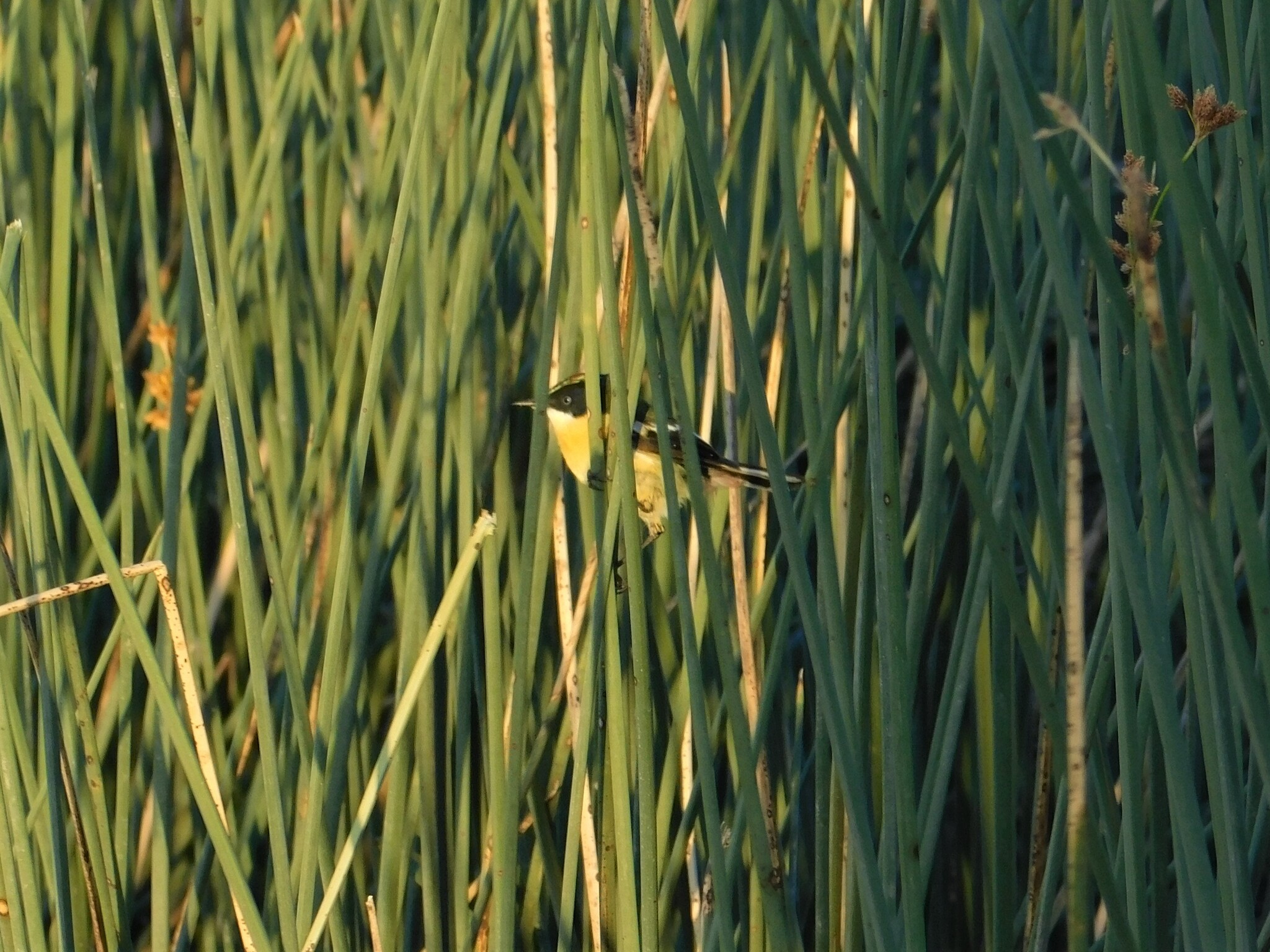 Many-colored Rush Tyrant (Tachuris rubrigastra), photo 2