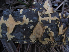 Perenniporia tenuis