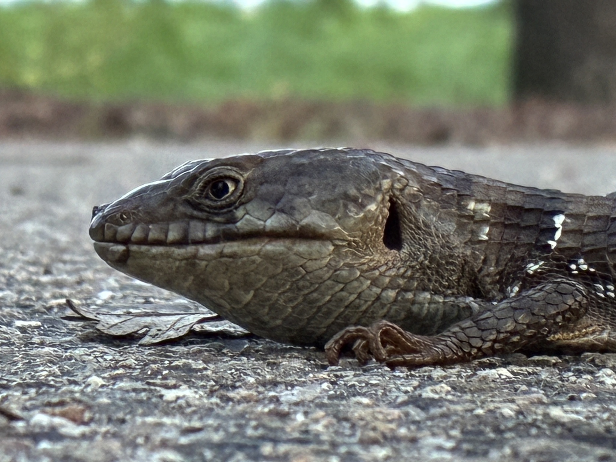 Elgaria multicarinata (Blainville, 1835)