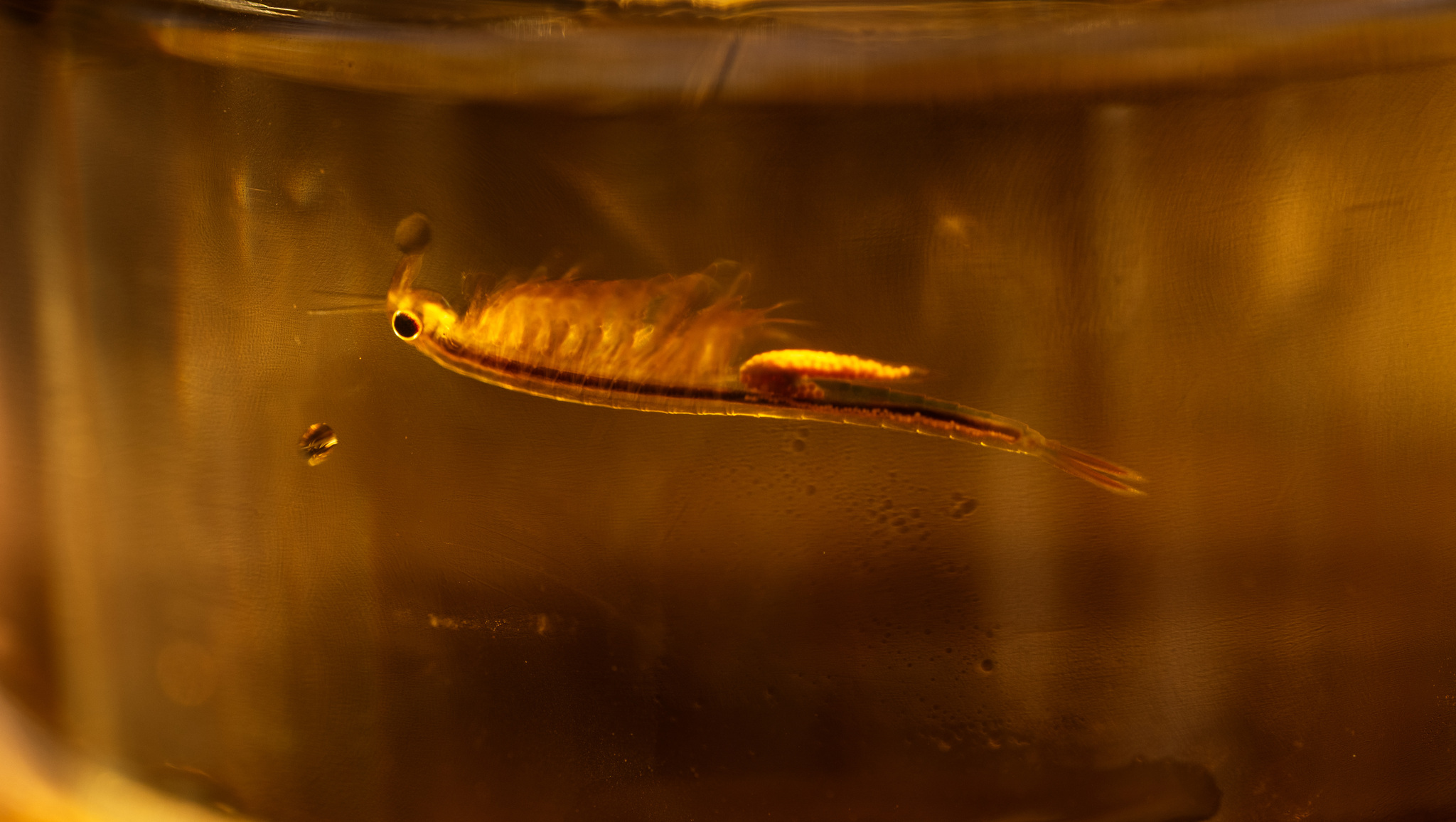 Streptocephalus sealii Ryder, 1879