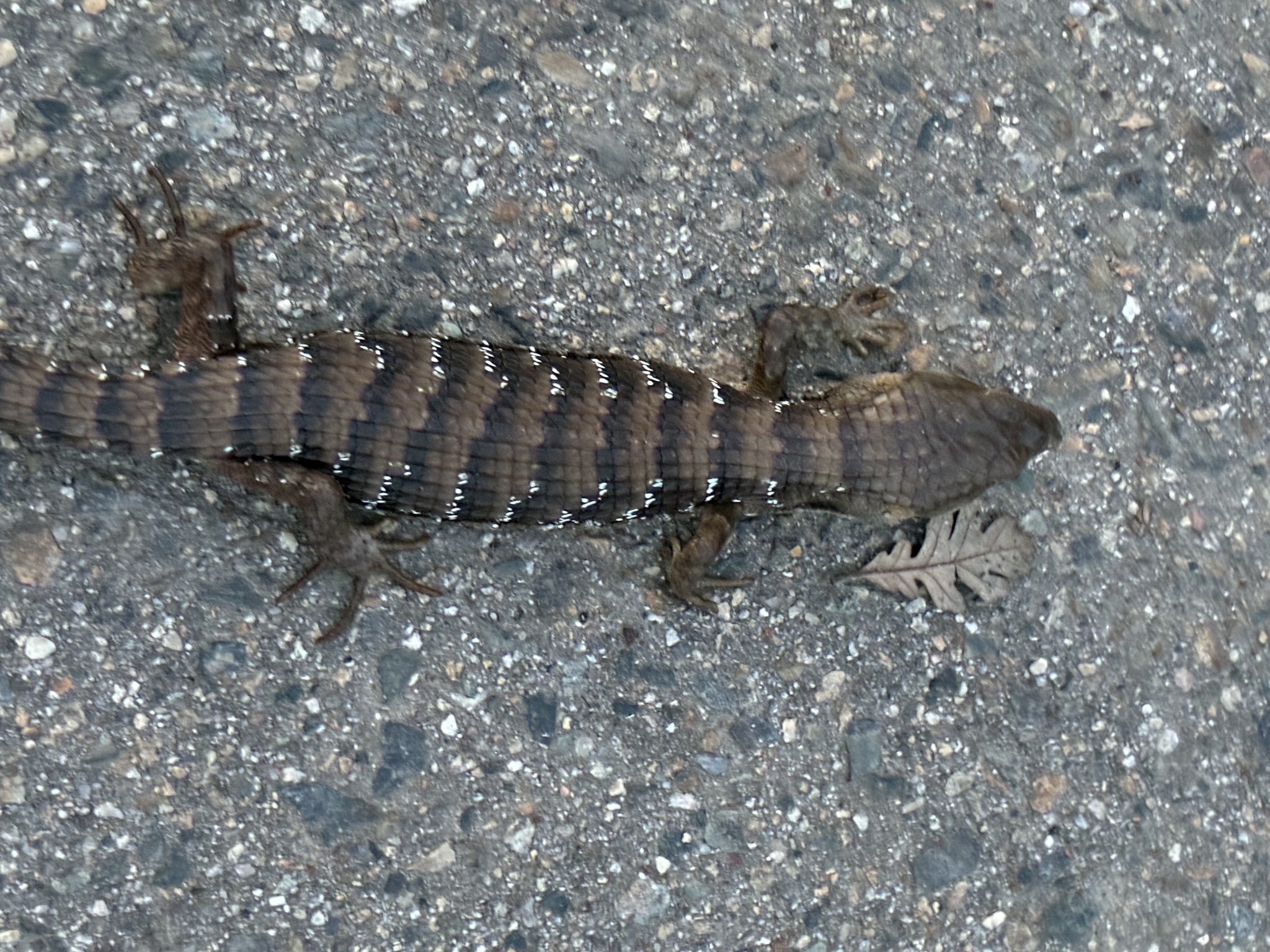 Elgaria multicarinata (Blainville, 1835)