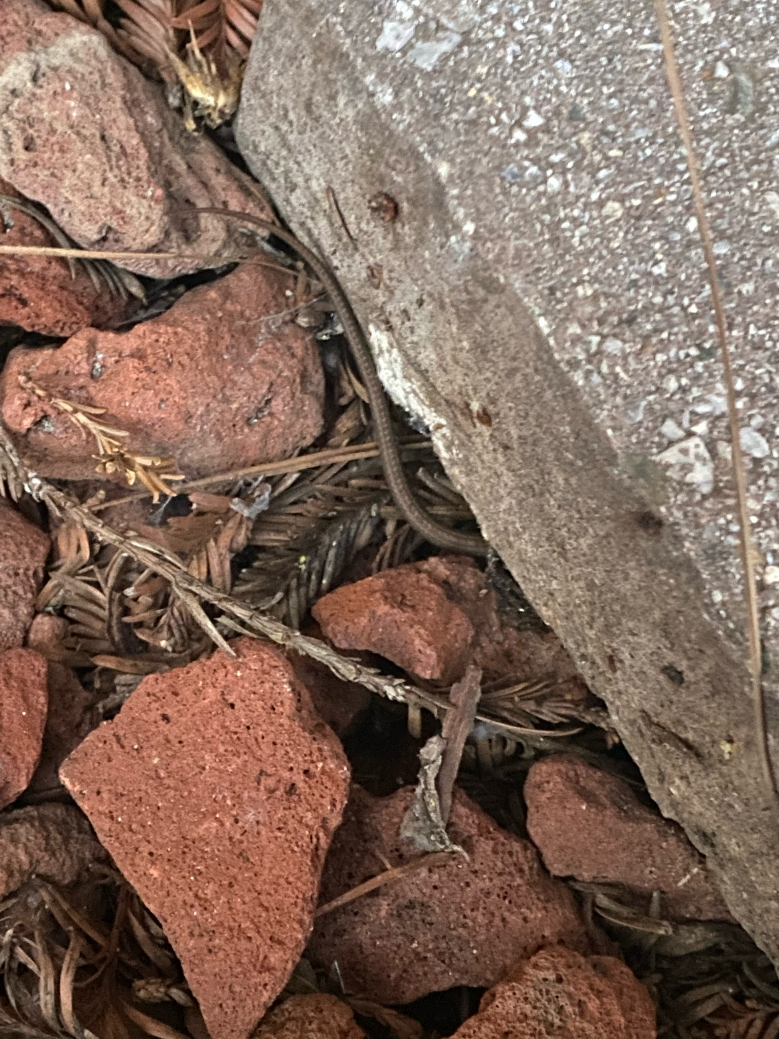 Elgaria multicarinata (Blainville, 1835)