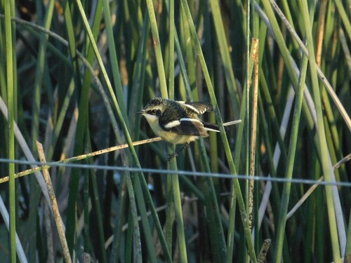 Many-colored Rush Tyrant (Tachuris rubrigastra)