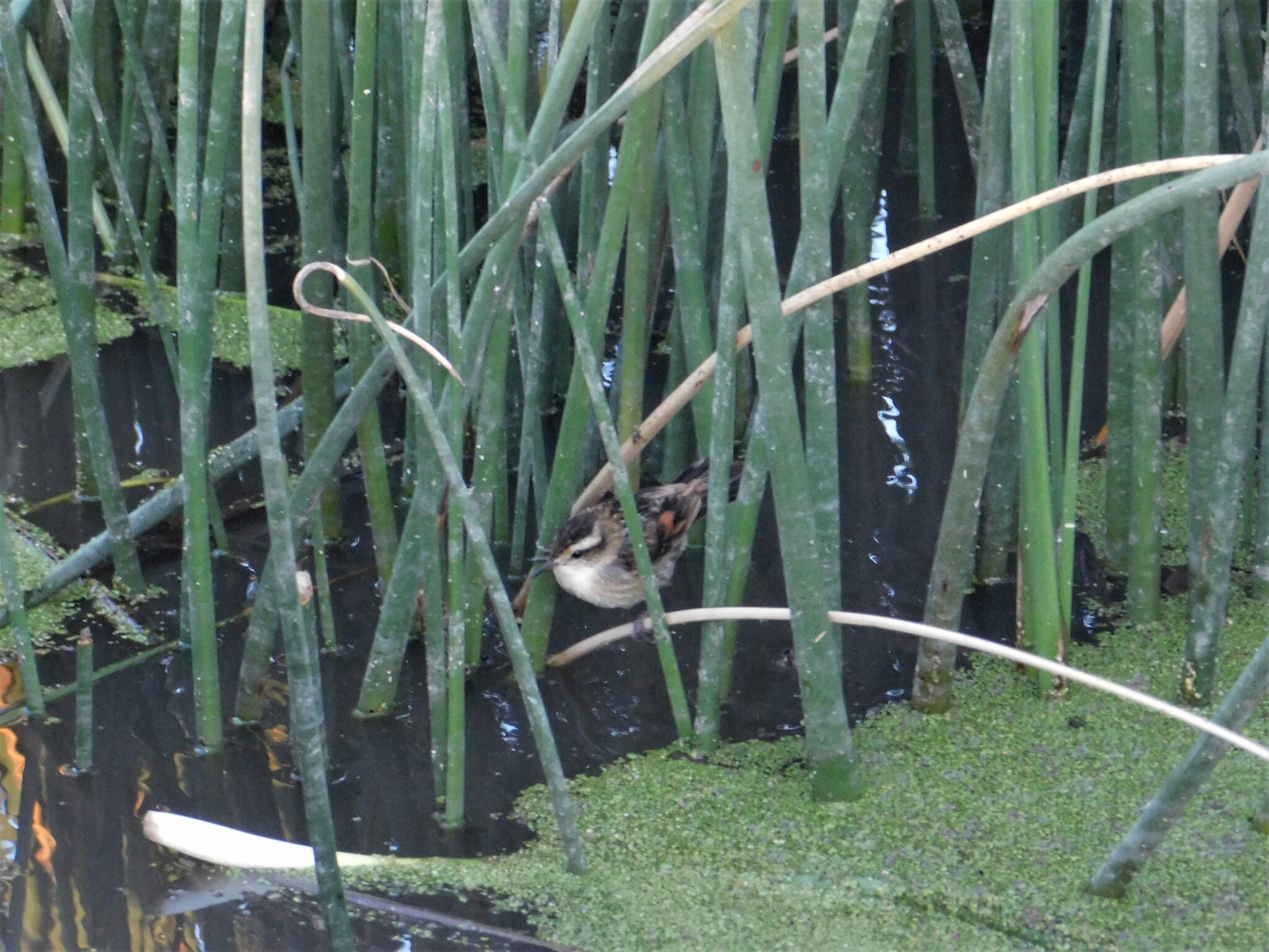 Wren-like Rushbird (Phleocryptes melanops), photo 1
