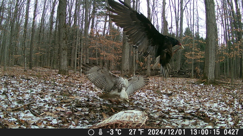 Red-tailed Hawk photographed in New York