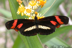 Podotricha telesiphe