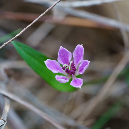 lilac lily (Schelhammera undulata)