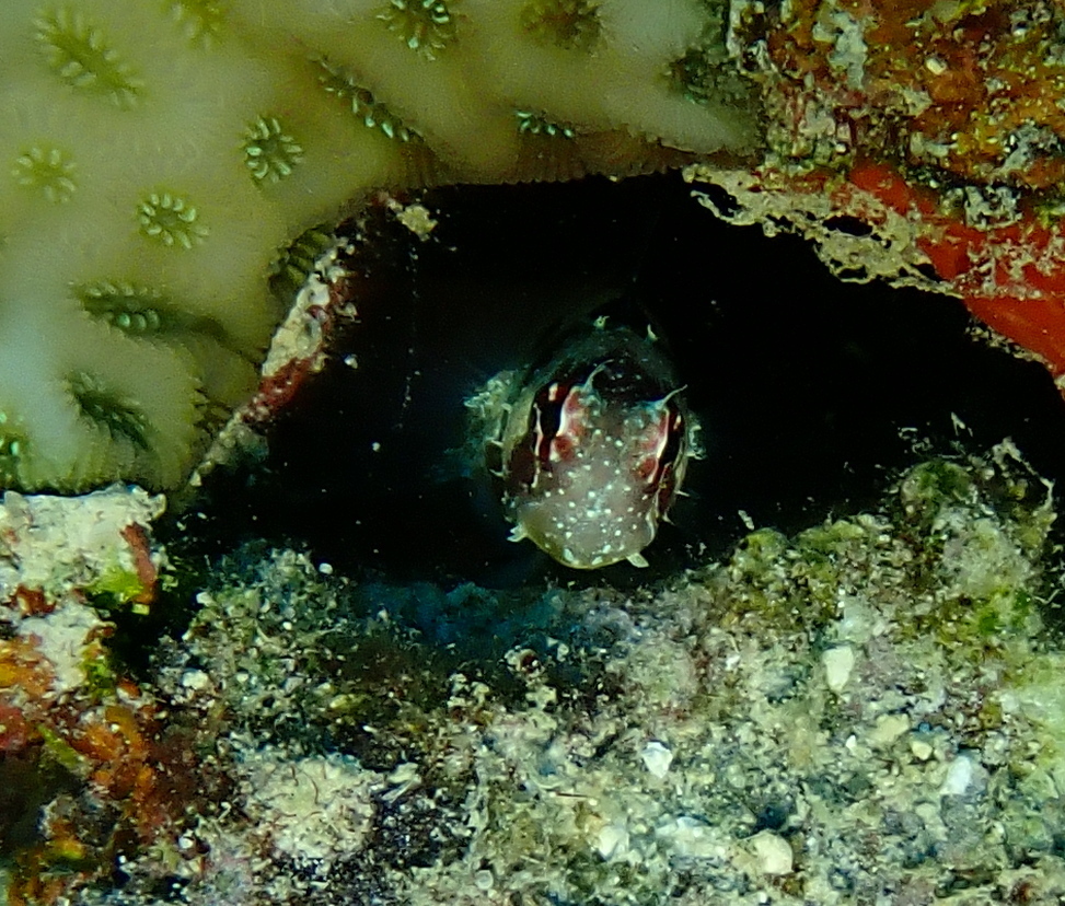 Big spot blenny (Crossosalarias macrospilus) — Blenniidae
