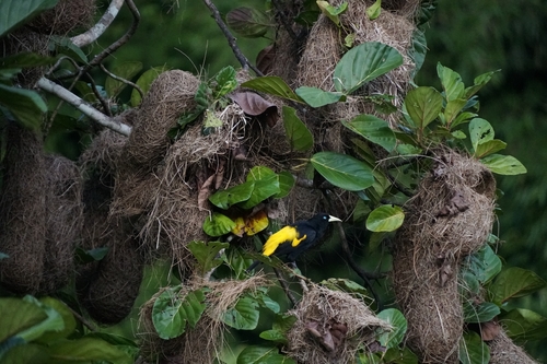 Yellow-rumped Cacique (Cacicus cela), photo 1