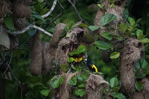 Yellow-rumped Cacique (Cacicus cela), photo 2