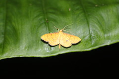 Endocrossis caldusalis