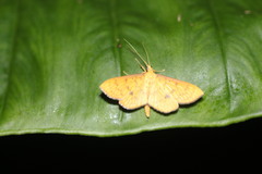 Endocrossis caldusalis