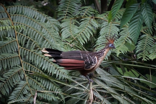 Hoatzin (Opisthocomus hoazin), photo 5
