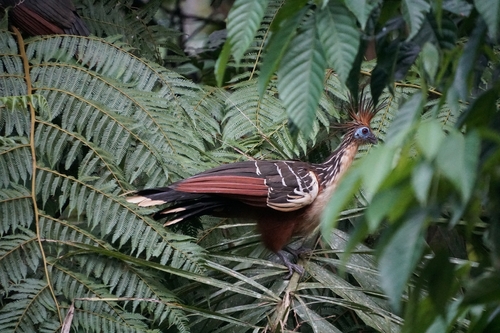 Hoatzin (Opisthocomus hoazin), photo 6