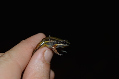 Mannophryne trinitatis