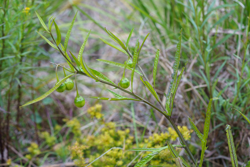 Solanum vescum, photograph 4