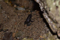 Mannophryne trinitatis