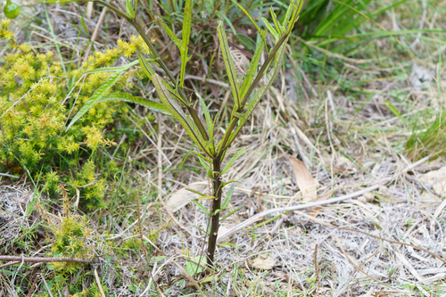 Solanum vescum, photograph 5