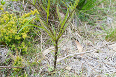 (c) Kym Nicolson, some rights reserved (CC BY) Solanum vescum, photograph (c) Kym Nicolson, some rights reserved (CC BY)