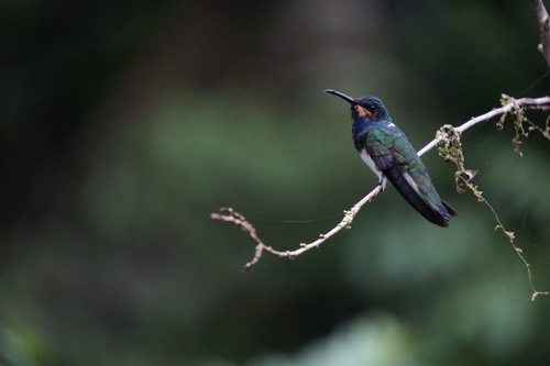 White-necked Jacobin (Florisuga mellivora), photo 8