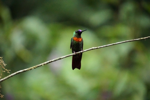 Gould's Jewelfront (Heliodoxa aurescens)