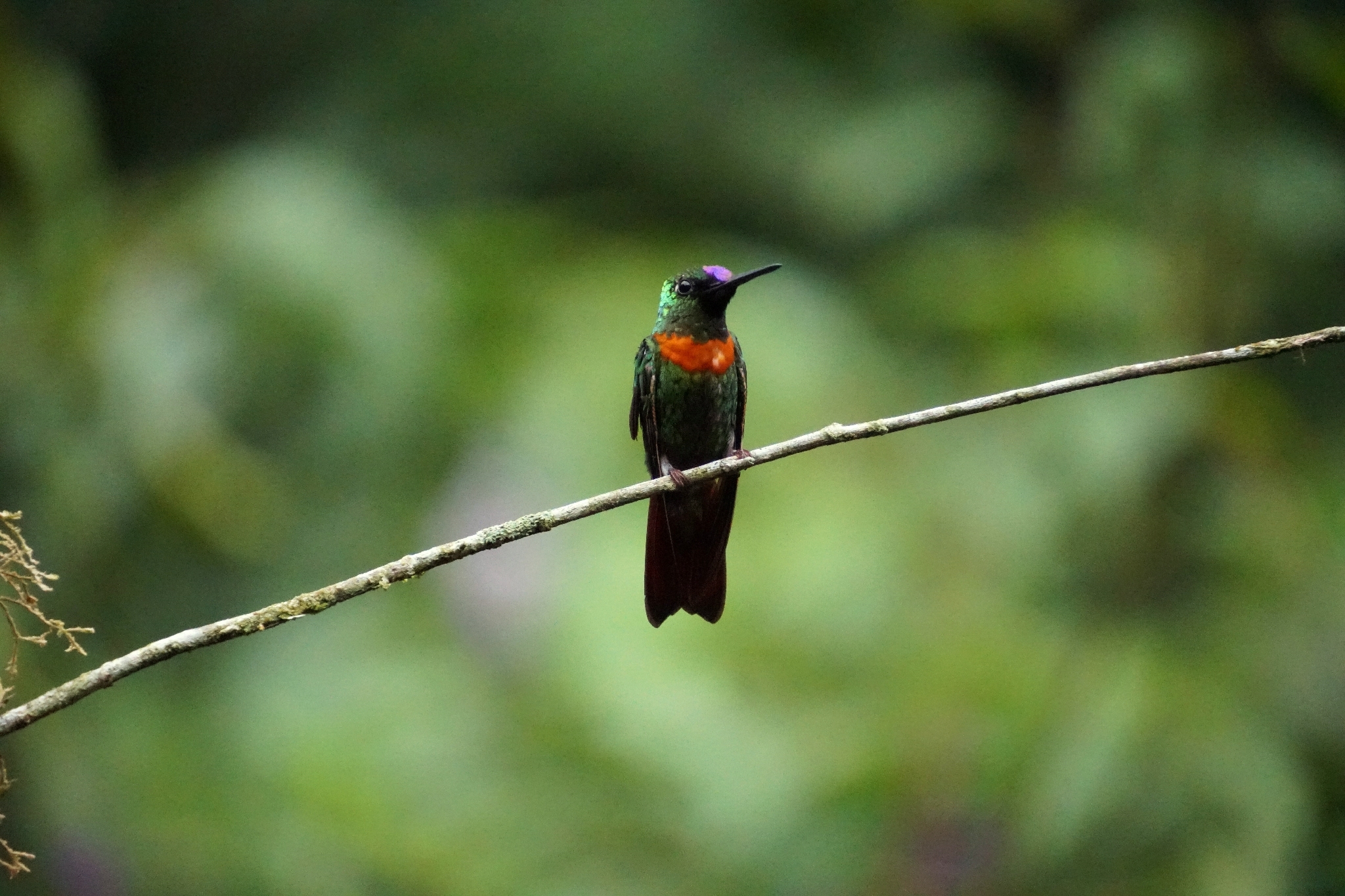 Gould's Jewelfront (Heliodoxa aurescens), photo 1