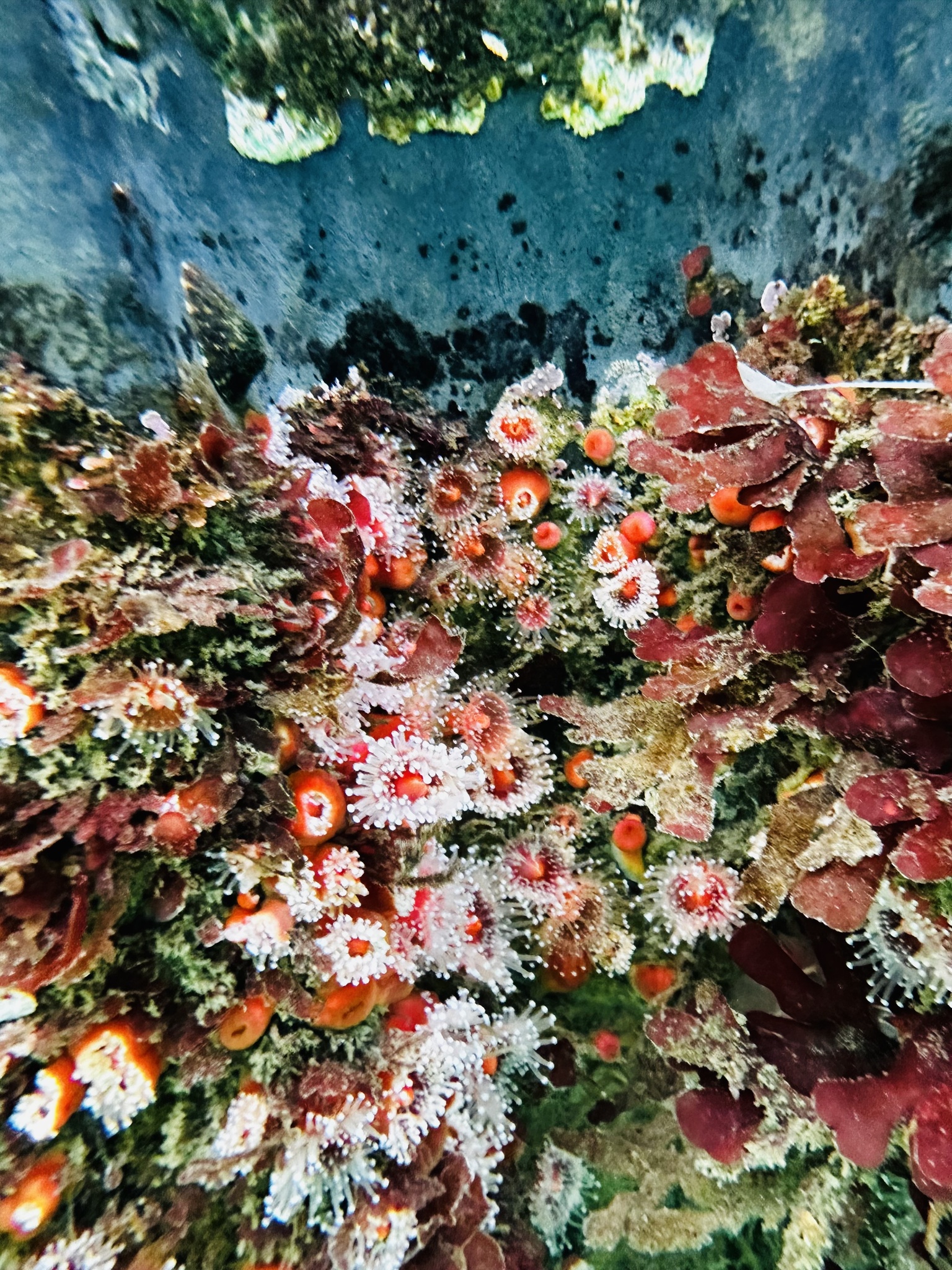 Corynactis californica Carlgren, 1936