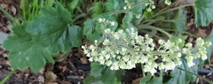 Heuchera pilosissima