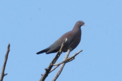 Red-billed Pigeon (Patagioenas flavirostris), photo 7