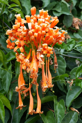 Flame vine