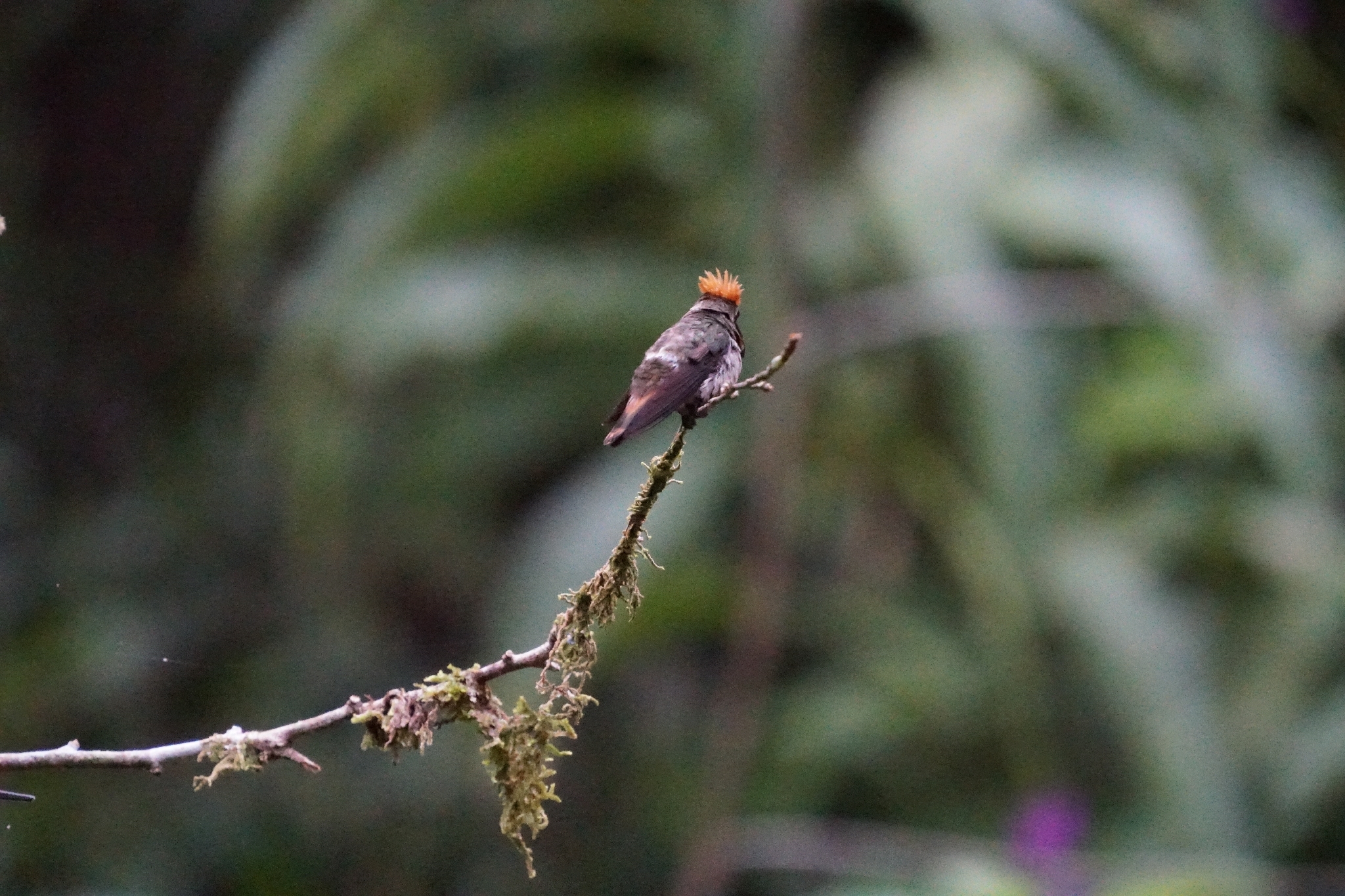 Rufous-crested Coquette (Lophornis delattrei), photo 1
