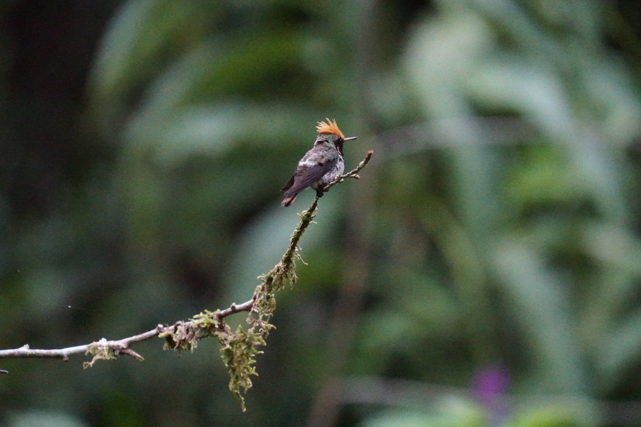 Rufous-crested Coquette (Lophornis delattrei), photo 2
