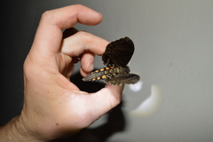 Manduca diffissa tropicalis