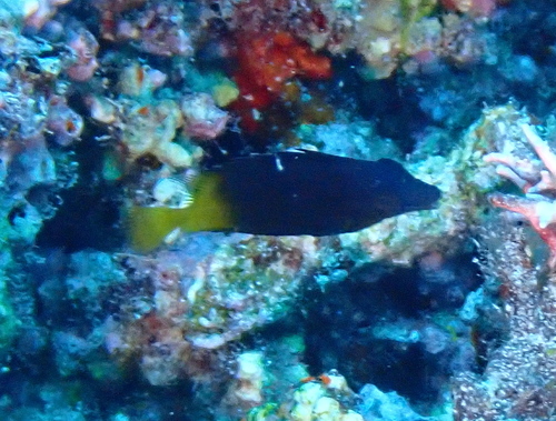 Fiji-foxface (Siganus uspi) — Siganidae — 5