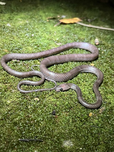 Gua Wang Burma Wolf Snake