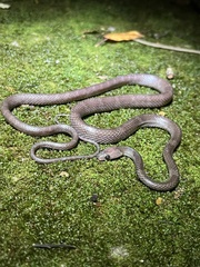 Gua Wang Burma Wolf Snake photo 1
