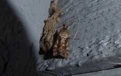 Eudonia submarginalis