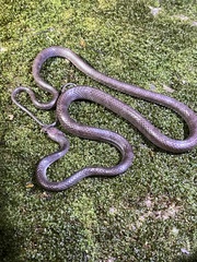 Gua Wang Burma Wolf Snake photo 2
