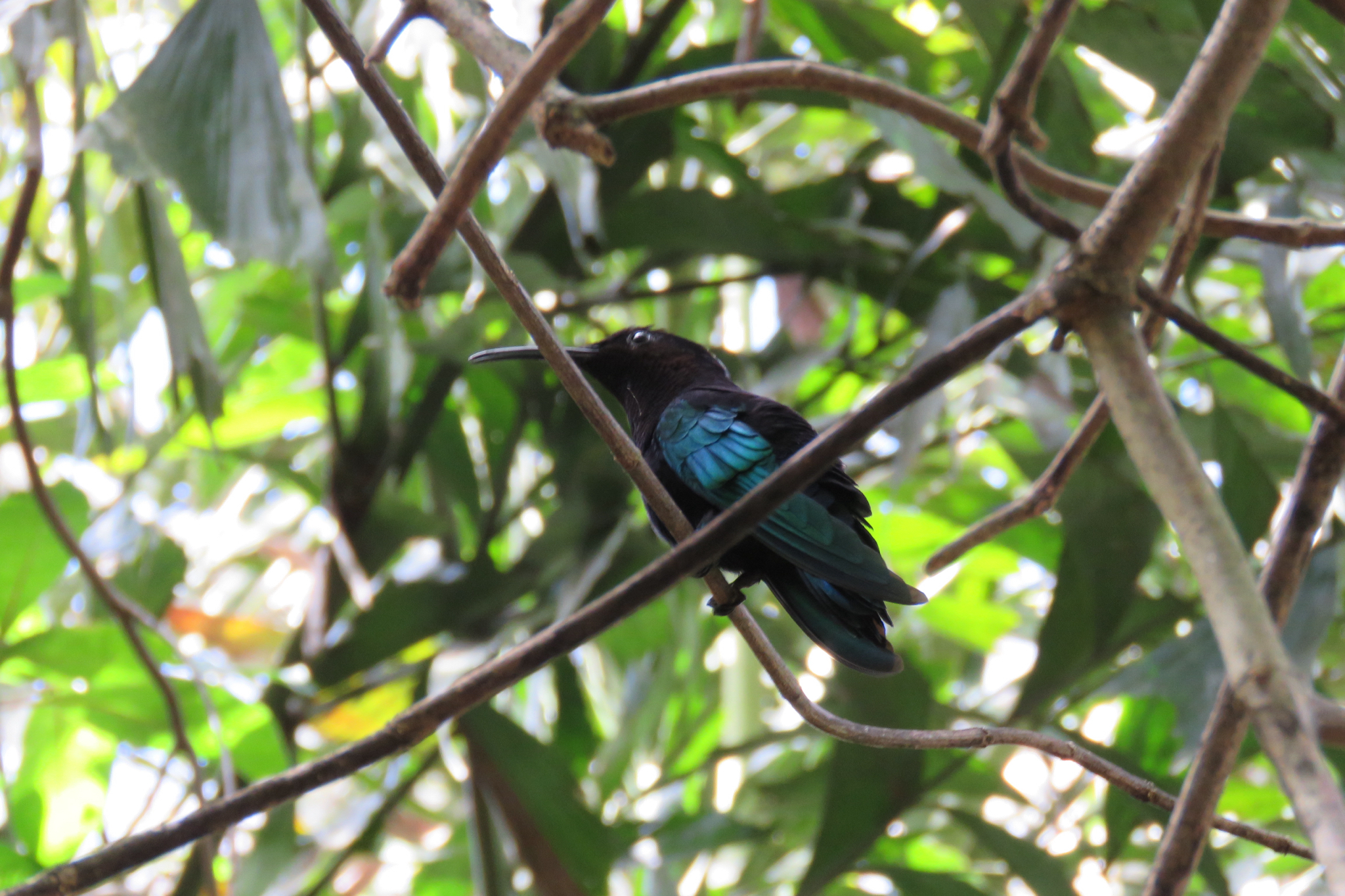 Purple-throated Carib (Eulampis jugularis), photo 2