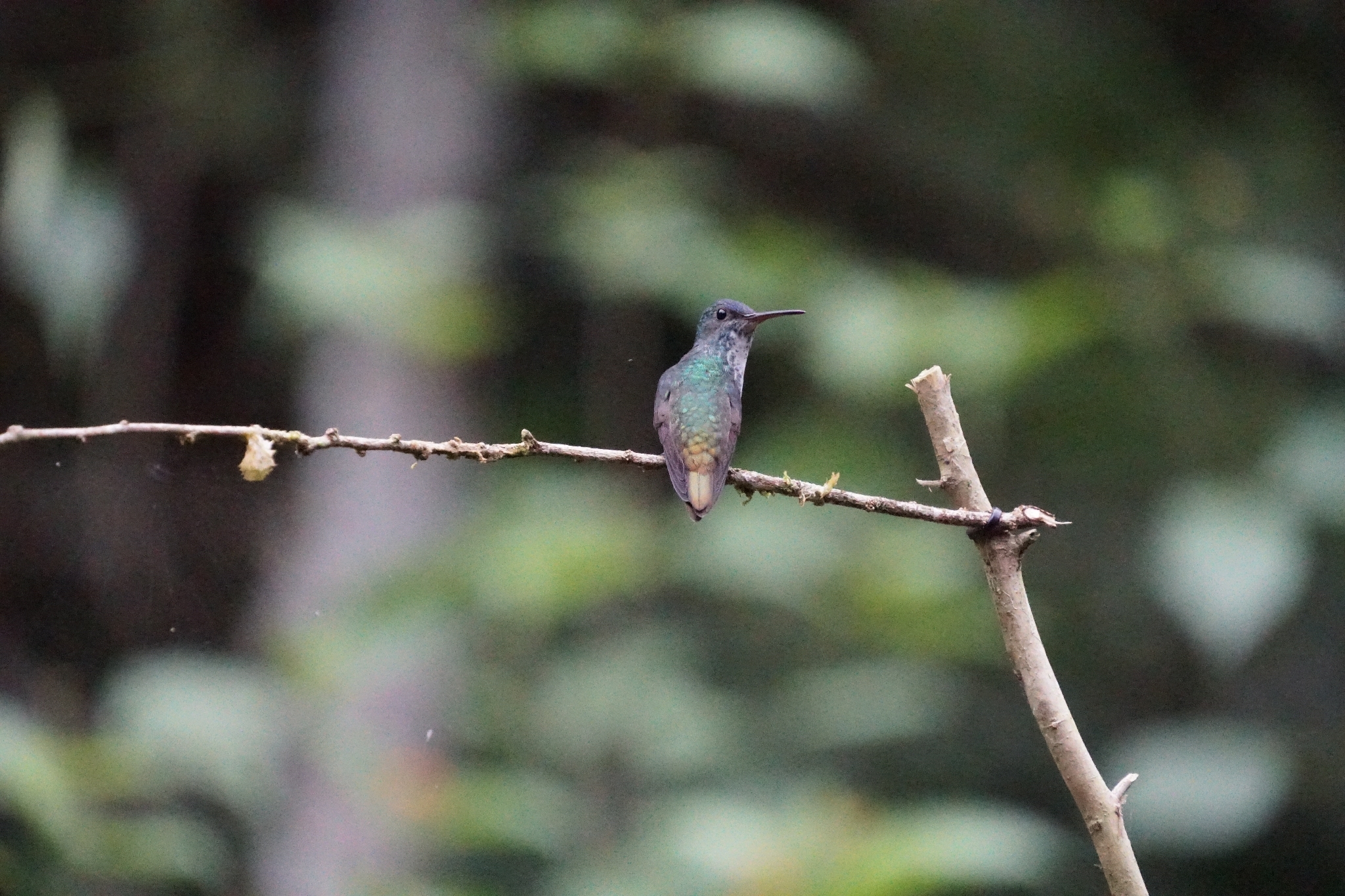 Golden-tailed Sapphire (Chrysuronia oenone), photo 3
