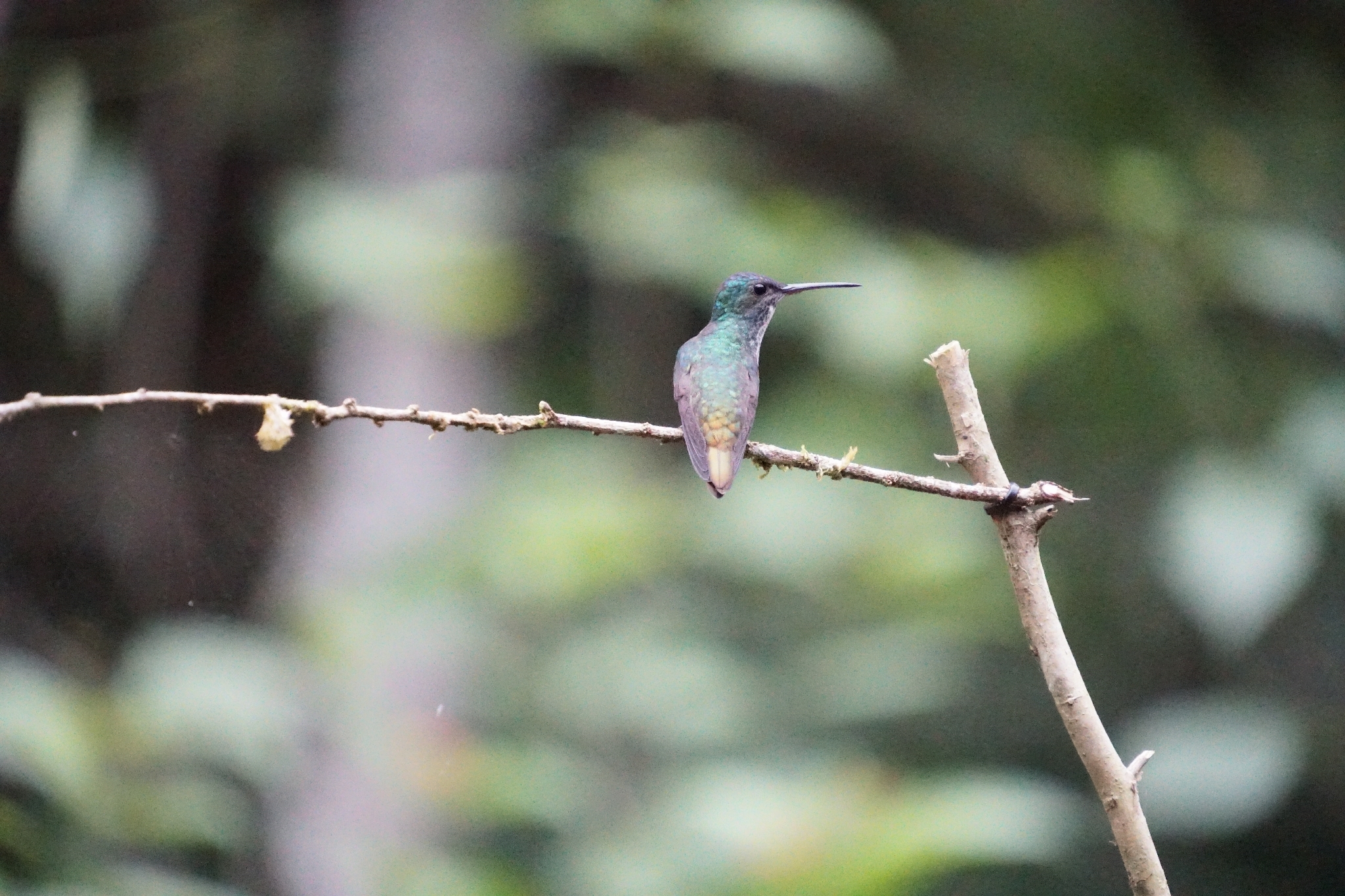 Golden-tailed Sapphire (Chrysuronia oenone), photo 4