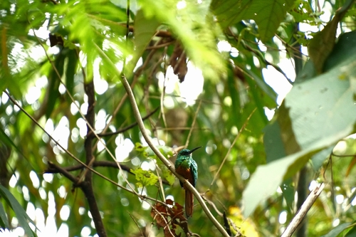Bluish-fronted Jacamar (Galbula cyanescens)