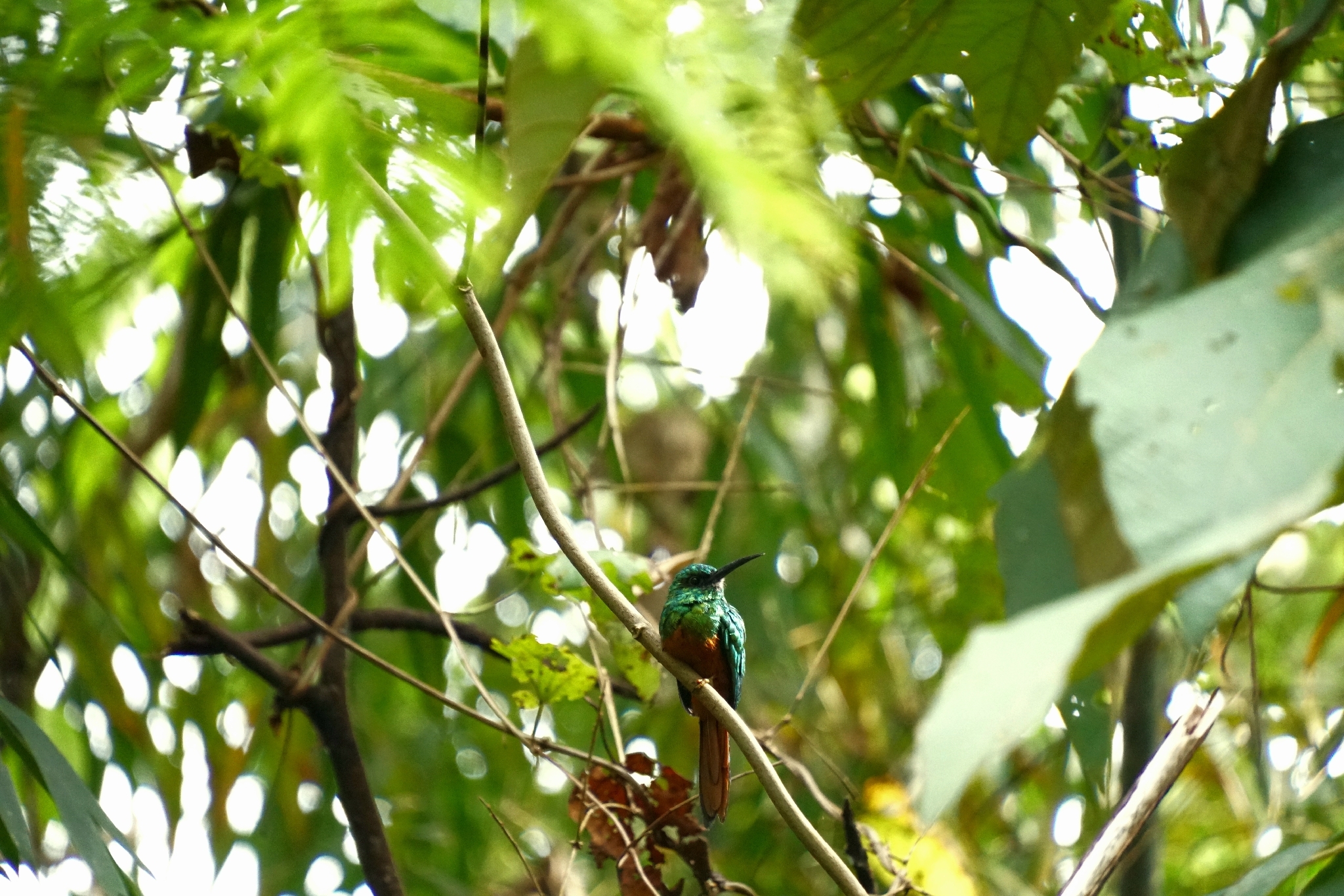 Bluish-fronted Jacamar (Galbula cyanescens), photo 1
