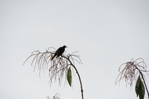 Crested Oropendola (Psarocolius decumanus), photo 3
