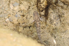 Rhinogobius rubromaculatus